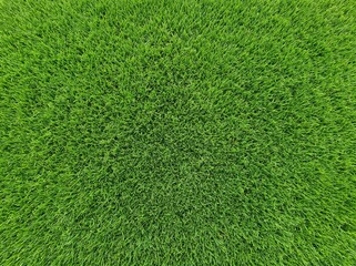 Fototapeta premium ​Main Subject: A lush, vibrant green grass lawn viewed from a top-down perspective.