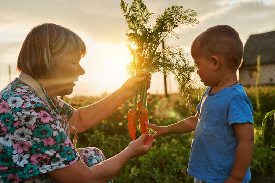 An elderly woman holds up fresh carrots for a young boy to see as the sun sets behind them in a garden filled with plants. They enjoy this moment together