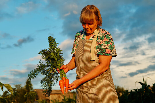 A woman stands in a vegetable field holding freshly picked carrots. The sky shows orange and blue hues as the sun sets in the background