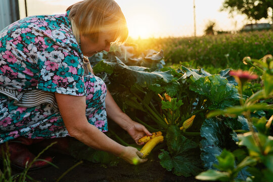 A woman is picking squash from a garden as the sun sets in the background. She is focused on her task among the green plants and flowers