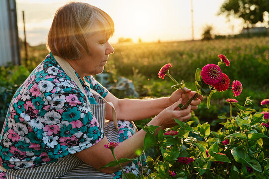 A woman picks flowers from a garden as the sun sets in the background. She wears an apron and focuses on the blooms in her hands while surrounded by greenery