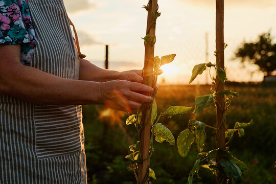A person ties green plants to wooden supports in a garden during sunset. The sun casts a warm light on the scene, creating shadows and highlights