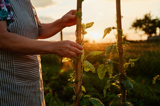 A person ties young plants to wooden stakes in a garden while the sun sets in the background. The scene shows work in a field during evening light