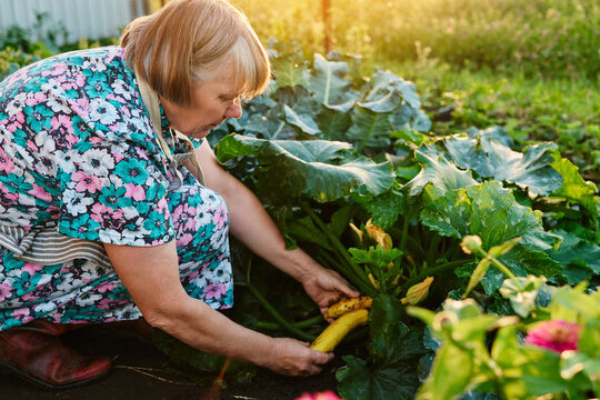 A gardener is picking squash from the plants in a garden. The sun is setting, creating a warm light around the garden areas filled with green leaves