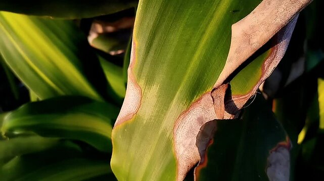 Macro close angle view focusing on a dry brown patch and striped pattern on a green leaf margin drifting subtly.
