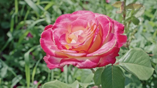 Macro flowering rose plant. Pink exotic flower. Natural flower rose. Flora nature. Bright blooming flower in nature. Rose flower. Flowering nature closeup. Gentle blossoms