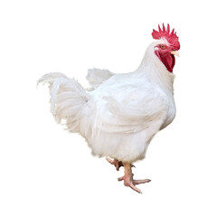 White rooster portrait farm animal poultry and livestock illustration © Vector Silhoutte