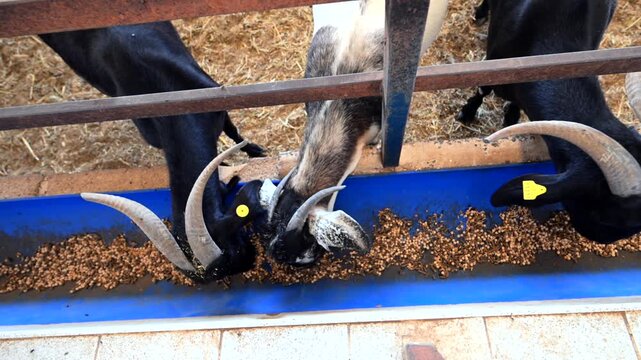 Feeding Majorera Goats at a Traditional Queseria Farm, Artisan Goat Cheese Industry in Fuerteventura, Canary Islands