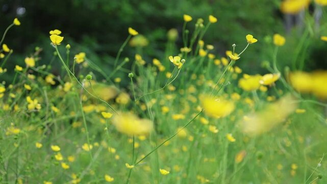 Yellow buttercup flowers swaying gently in a summer breeze with soft green background