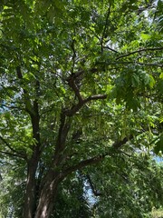 Fototapeta premium trees in the forest