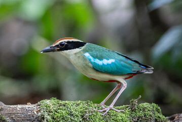 Obraz premium A Vibrant Blue-winged Pitta in the Rainforest.