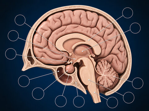 Human brain sagittal cross section anatomy diagram with blank labels