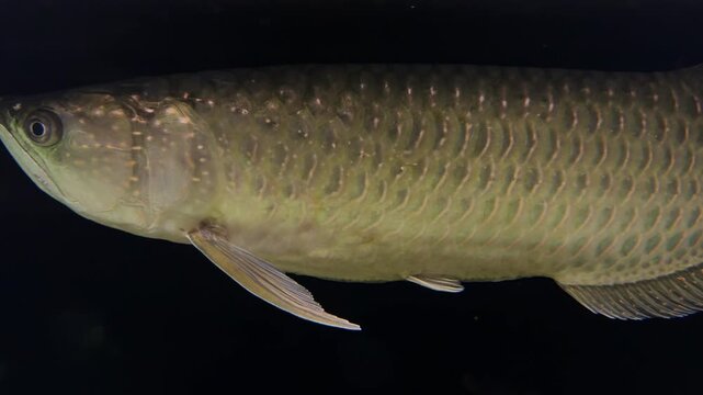 Asian arowana Scleropages formosus close up swimming in freshwater aquarium