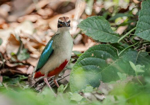 Fairy Pitta (Pitta nympha) foraging on dry leaf litter in its natural forest habitat.