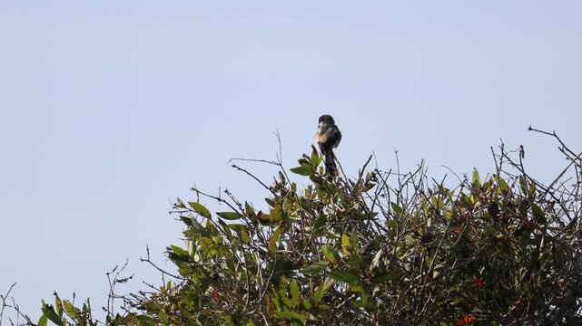 Long-tailed Shrike (scientific name: Lanius schach)