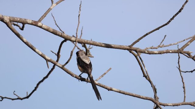  Long-tailed Shrike (scientific name: Lanius schach)