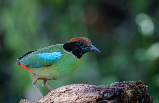 Close-up of a colorful Hooded Pitta bird perching on a log in the wild jungle of Asia.