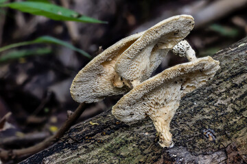 Fototapeta premium Favolus species mushroom growing on a decaying log in Thailand tropical forest.