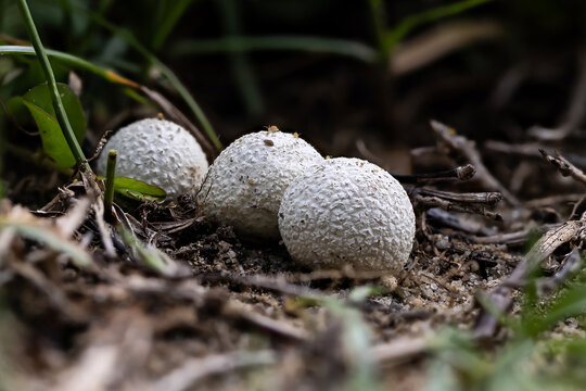 Close-up of three small white puffball mushrooms (Lycoperdon sp.) growing on the ground in the forest. In Bangkok,Thailand.