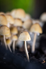 Small Cluster of Mushrooms in Dark Soil © photonewman
