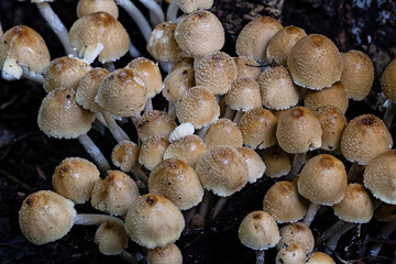 Small Cluster of Mushrooms in Dark Soil © photonewman