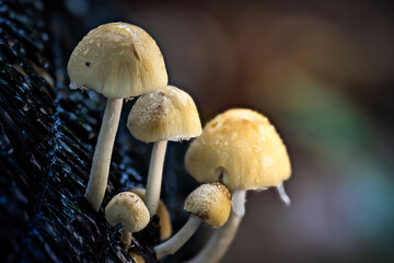 Small Cluster of Mushrooms in Dark Soil © photonewman
