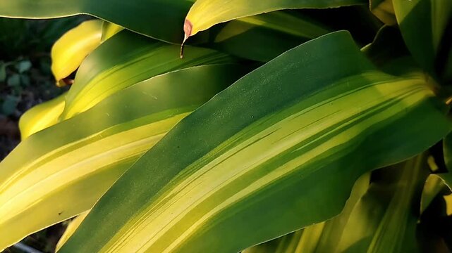 Top down close up view of a variegated green leaf with bright yellow stripes shifting subtly in daylight.