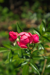 Fototapeta premium red rose in garden
