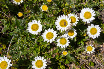 Fototapeta premium daisies in the grass