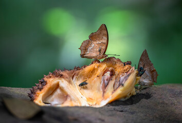 Obraz premium Charaxes bernardus (tawny rajah) suck on Sweet juice from ripe fruit at Pang Sida National Park, Sa Kaeo Province, Thailand.