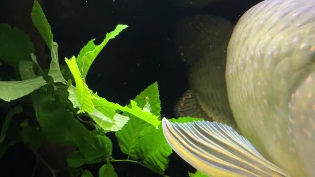 Arapaima Arapaima gigas swimming among green aquatic plants in freshwater aquarium
