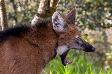 Yawning wolf © Leandro
