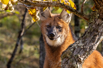 Maned wolf in Brazilian Woods © Leandro