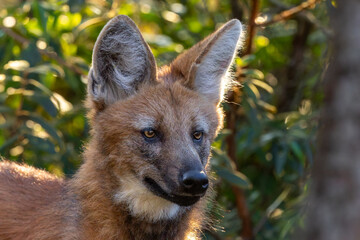 Maned wolf in the woods © Leandro