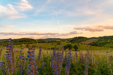 Vibrant Lupine Flowers Blooming in a Field at Sunset © stockcrafter