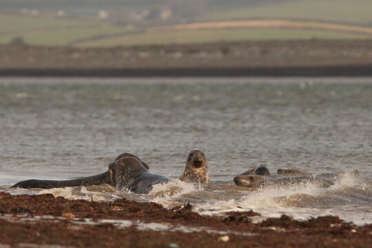 Seals playing in water at high tide in South Walney Nature Reserve on Cumbrian Coast