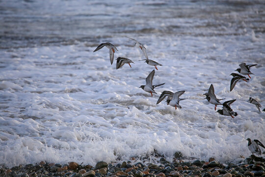 Knot and dunlin birds take flight over waves at Walney Island on a cloudy day in the United Kingdom