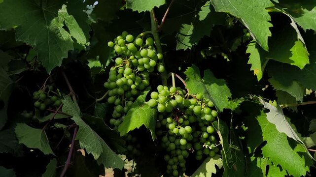 Close-up shot of fresh, healthy green grapes growing on a vibrant vine in a sunny vineyard during summer.