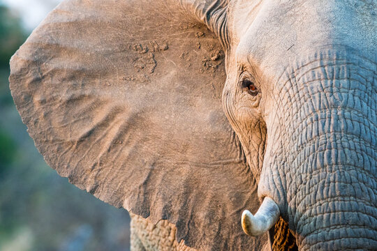 close up of an elephant