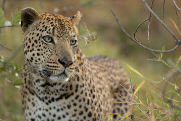 Male Leopard © Steve