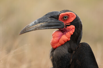 southern ground hornbill © Steve