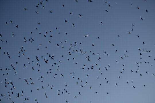 Starlings fly across a clear blue sky with a crescent moon in Cumbria at dusk