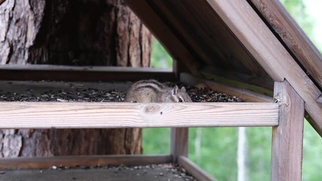 Chipmunk resting on wooden feeder shelf under tree, surrounded by scattered seeds and natural greenery, showcasing peaceful wildlife moment in a forest setting