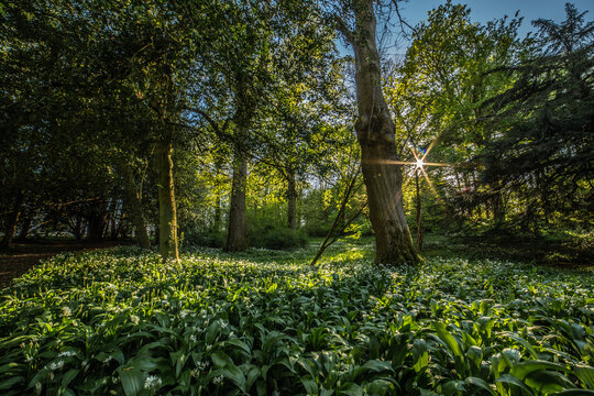 Spring sunshine shines through the trees in a woodland forest in the UK