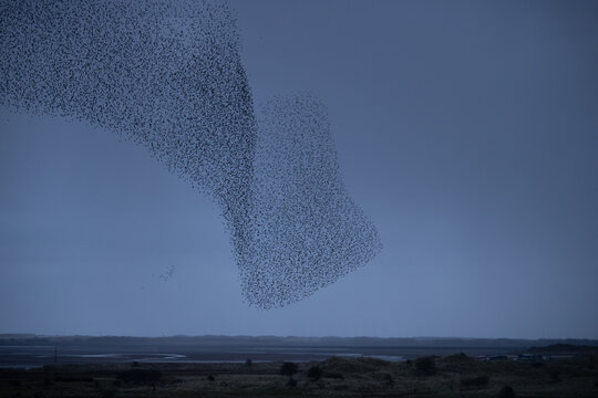 Starlings murmur over Sandscale Haws at dusk along the Cumbrian Coast near Roanhead as light fades in the sky