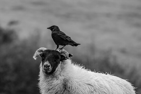 Crows perch on sheep under grey skies in Cumbria on a rainy day