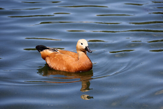 Shelduck (Tadorna ferruginea) swimming in water. Male red duck on a lake in sunny day