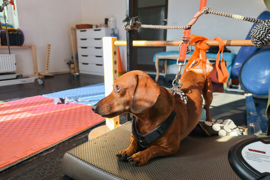 Dachshund in harness rehabilitation at veterinary physiotherapy center