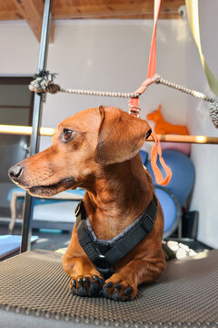 Dachshund with spinal injury in rehabilitation harness after exercise