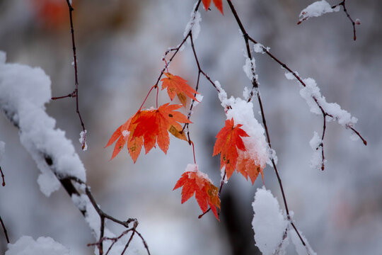 Early snow and vibrant autumn maple leaves in Hokkaido, striking seasonal contrast